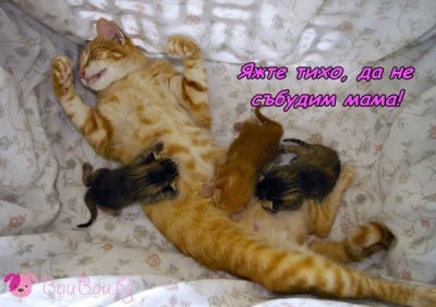 Една уморена мама