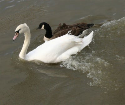 Мъртви лебеди и гъски бяха открити в езерото Дуранкулак