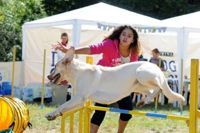 Уникална по рода си демонстрация с кучета ще се проведе на 27 септември в Стара Загора