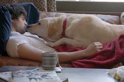 Уникална реклама с лабрадор, която ще ви накара да се замислите, преди да пиете алкохол