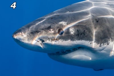 Уникални снимки на Голяма бяла акула