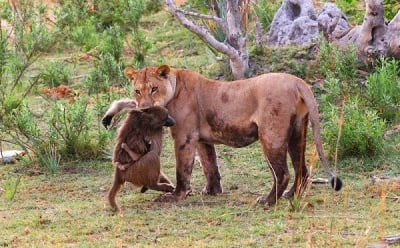 Уникално! Лъвица осинови павианче, след като убива майка му
