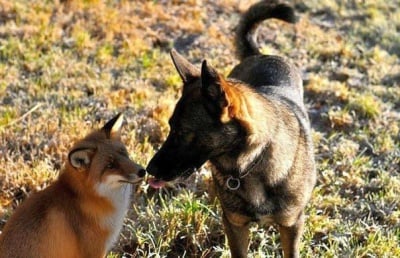 Затрогващо приятелство между домашно куче и дива лисица