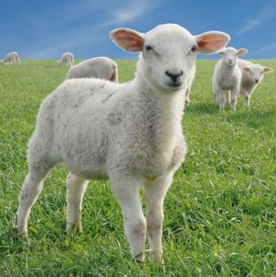 Уролитиаза при агнетата