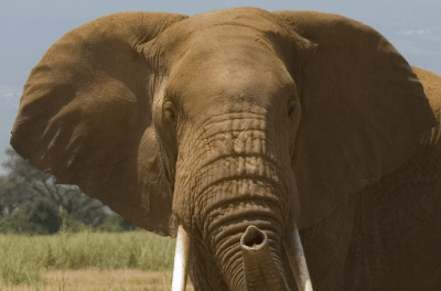 Уши на Африкански слон