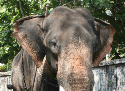 Уши на Азиатски слон