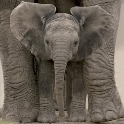 Уши на слон