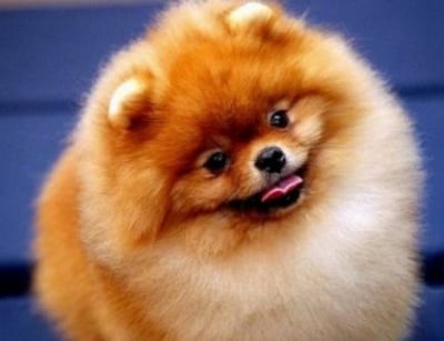 Усмихват ли се кучетата?