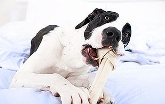 Устна хигиена при кучето