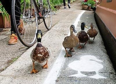 В Англия направиха специална пътека за разходки на патиците