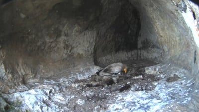 Бебе египетски лешояд в единственото в света гнездо с онлайн наблюдение на живо