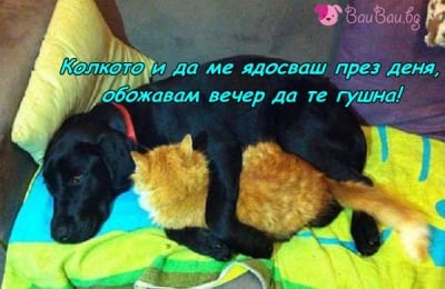 Вечер да те гушна ...