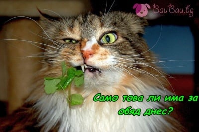 Вегетариански обяд