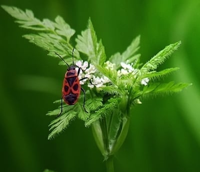 Великденче