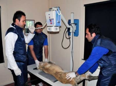 В Кърджали ще има голям и модерен приют за животни по примера на турски град