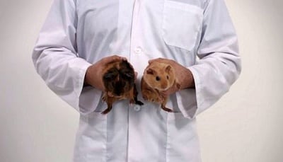 Морски свинчета показват как мъжете да се грижат за здравето си