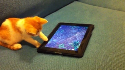 Котенце си играе на iPad
