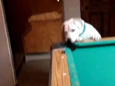 Куче играе билярд