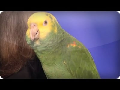 Невероятен талант