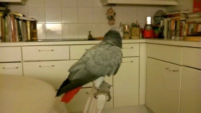 Истински фен на Gangnam style