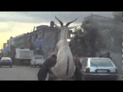 Коза се вози на велосипед