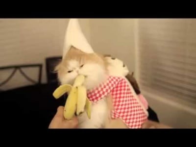 Коте си хапва банан