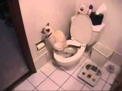 Котка се изхожда в човешка тоалетна 