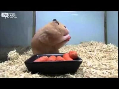 Ето така се правят запаси - 5 моркова "изчезват" за секунди