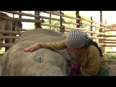 Слонче заспива, докато му пеят