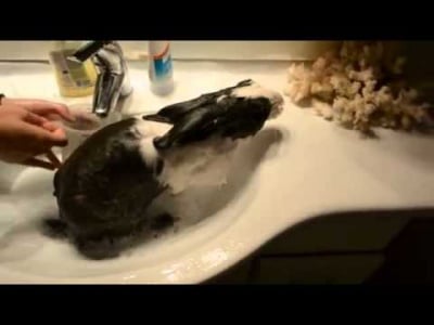 Няма такъв ке-е-еф