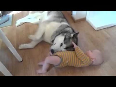 Най - исрената любов на едно хъски