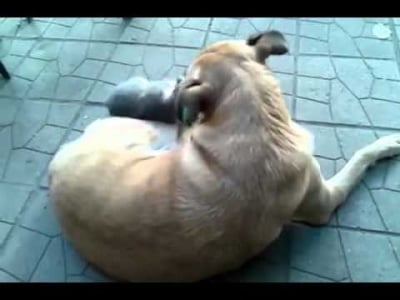 Най-чистото приятелство между куче и котка