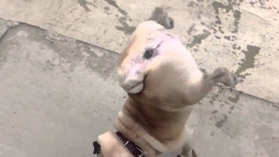 Мопс пишка само на два крайника