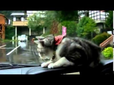 Котенце се забавлява по уникален начин с чистачки за кола