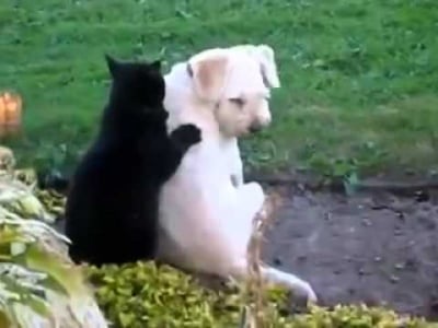 Котка масажира куче като истински професионалист