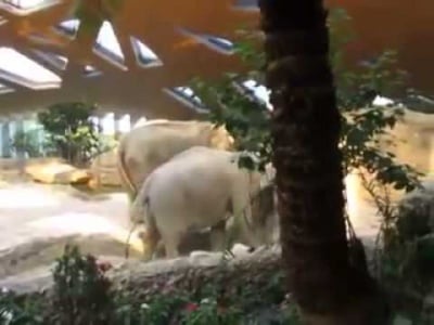 Семейство слонове спасяват по уникален начин своето слонче