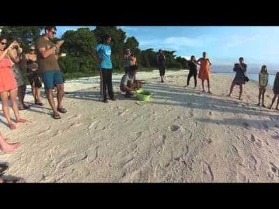 Първият "полет" на бебета морски костенурки  към океана