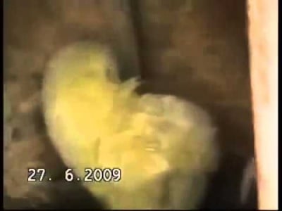 Куче приютява "под крилото си" беззащитно пиленце