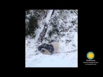 Черно-бяла снежна игра