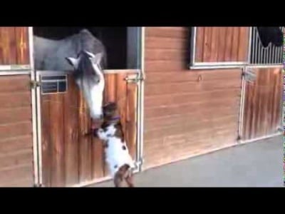 Малка козичка се опитва да пребори голям кон, а той я целува