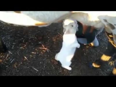 И както се казва: " Имаш крава - пиеш мляко"