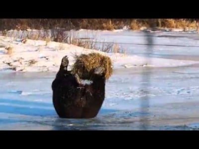 Върховното щастие на една мечка