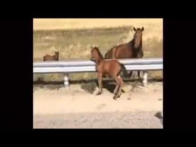 Мъж спасява малко конче от това да бъде блъснато от кола и го връща на майка му