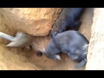 Безмилостен и жесток лов на язовци. Защо?