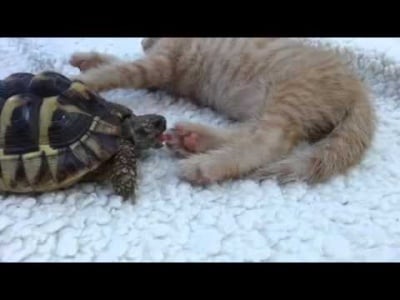 Костенурка си похапва сладко ... сладко