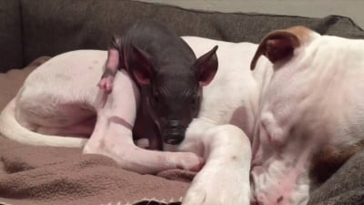 Прасенце се опитва да събуди дълбоко заспалия си приятел