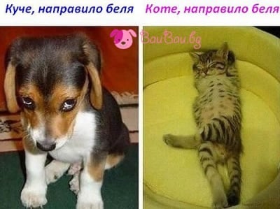 Открийте разликите