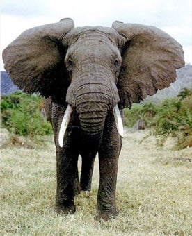 Височина на слона