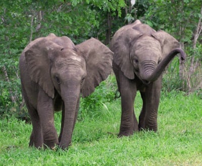 Влияние на слона върху околната среда