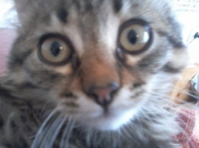 Бобо♥(Рисче)♥